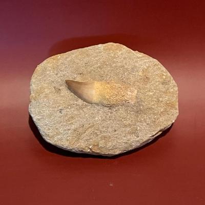 Cretaceous period fossilized sand shark tooth