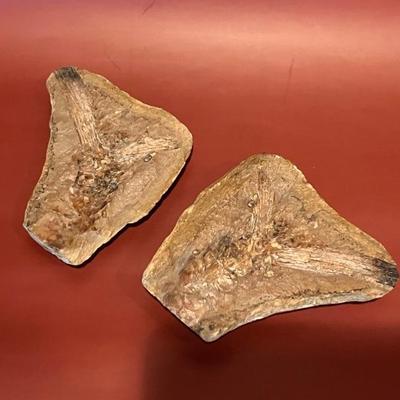 Fossilized insect