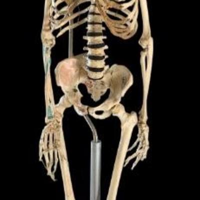 Adult Human Skeleton: Adam Rouilly London Medical Anatomy Tag. 