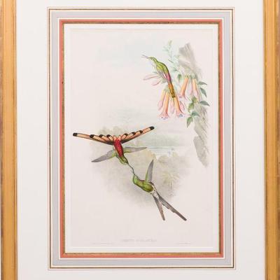 41A. SET OF 3 HAND COLORED LITHOGRAPHS BY JOHN GOULD 
33.5