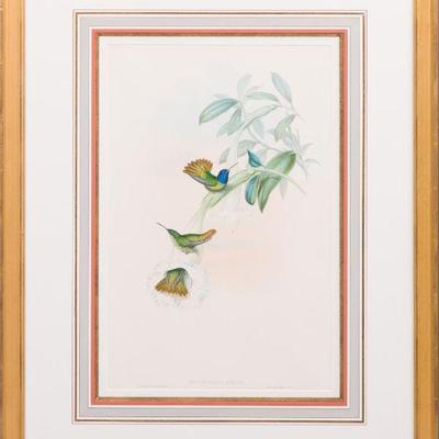 41C. SET OF 3 HAND COLORED LITHOGRAPHS BY JOHN GOULD 
33.5