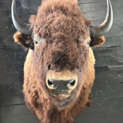 Buffalo / Bison Head Trophy Mount