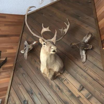 Caribou mount .  ducks are not for sale other mounts horns etc. 