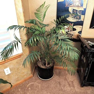 Parlor Palm Tree Plant - Approx. 51