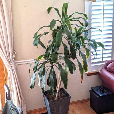 Large Potted Corn Plant - Approx. 77