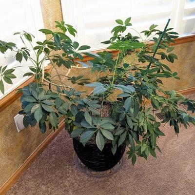 Schefflera (Dwarf Umbrella) Plant - Approx. 40