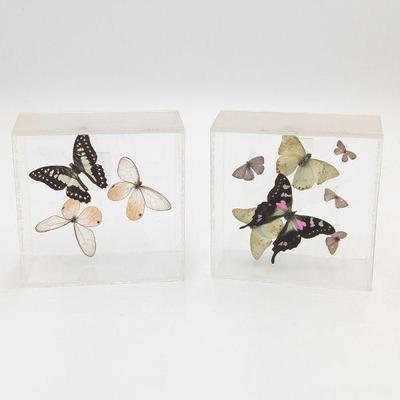 Vintage Butterfly Taxidermies in Acrylic Wall Display Cases 5 x 5 x 2.25d