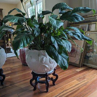 Extra Large & Beautiful Peace Lily *HEAVY* Plant & stand 38â€ tall, planter ~18â€ diameter, plant ~40â€ wide
