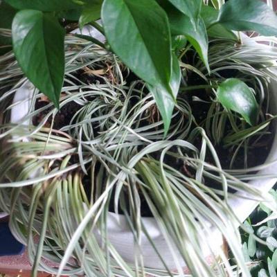 Spider And Philodendron Plant
