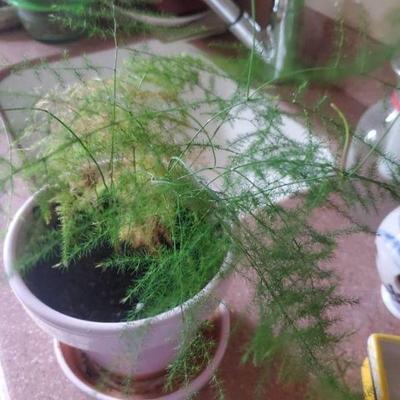 Delicate Fern