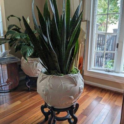 Extra Large Snake Plant *HEAVY* Plant ~48â€ tall