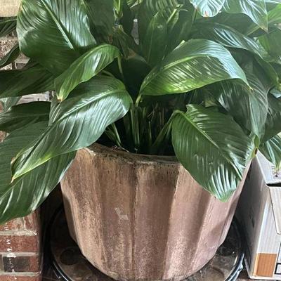 Large Peace Lily in Large Ceramic Pot on Wheeled Stand