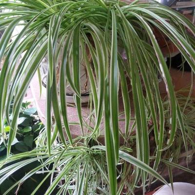 Spider Plant