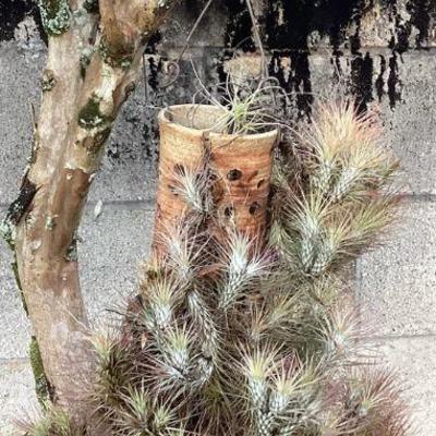 MMF180 Large Group Of Tillansia Plants In Hanging Ceramic Pot 