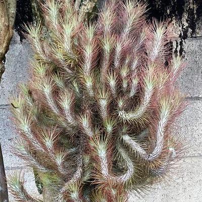 MMF179 Large Hanging Tillandsia Air Plants 