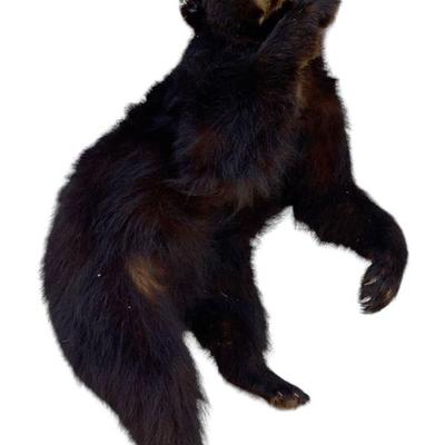 Full Body Taxidermy Black Bear