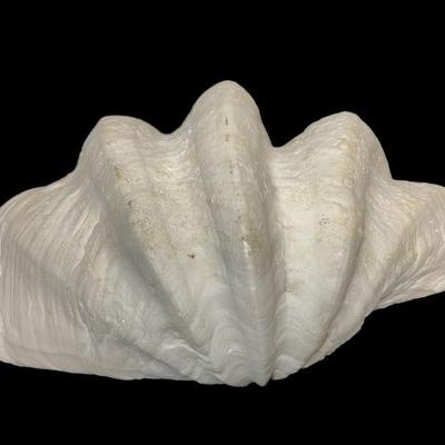 Massive White Clam Shell