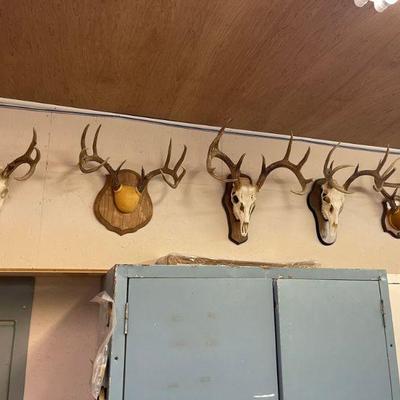 deer antlers / skulls 