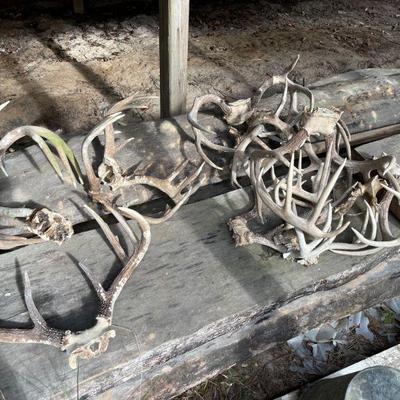 Deer antlers - over 50 to choose from 
