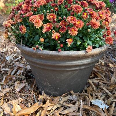 External Garden Pot w/Flowers