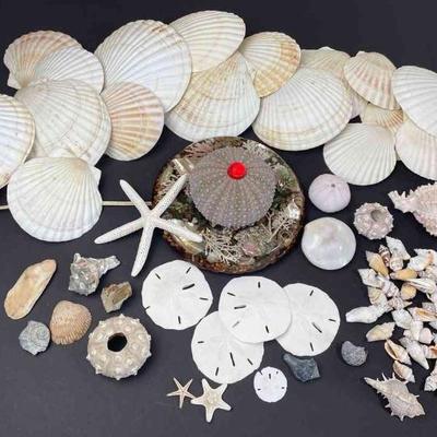 Wonderful Shells