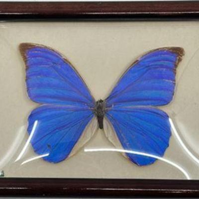 Lot 146   1 Bid(s)
Make Blue Morphe Menclaus, Male Framed Butterfly, Brazil