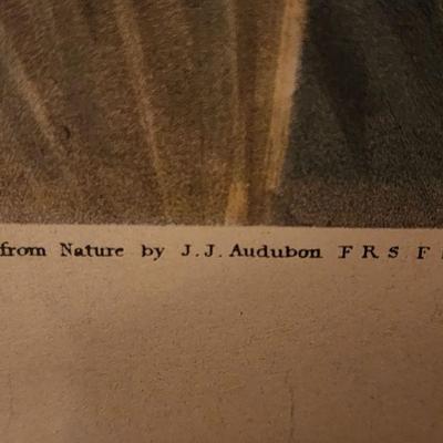 1836 Audobon Print