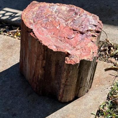 Petrified Wood