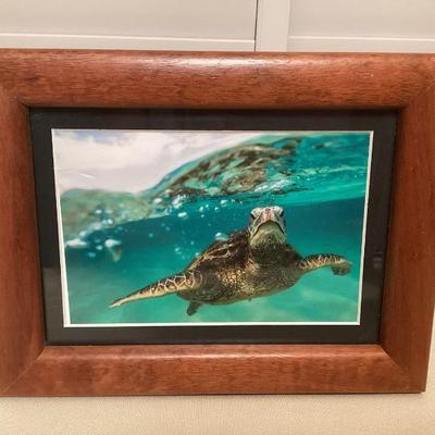 CCS128 Koa Framed Art Photo Of A Honu Turtle