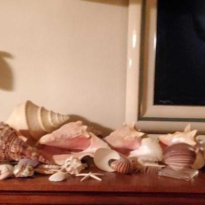 #9074 • Approx 30 Sea Shells, and Sea Shell Lamp