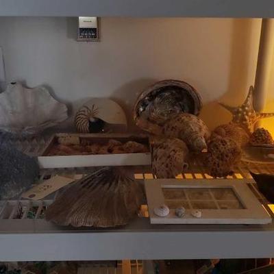 #2232 â€¢ Sea Shells
