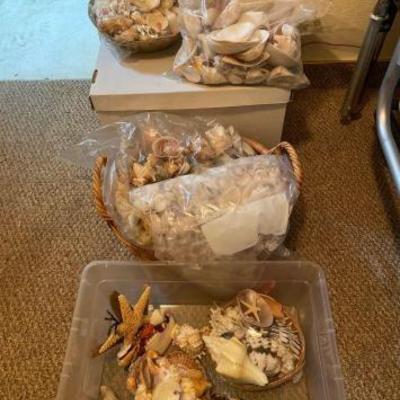 #10518 â€¢ Assorted Seashells
