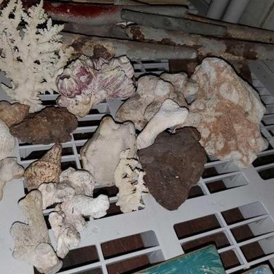 #12422 • Seashells, Coral, 5 Boat Cleats, and More!