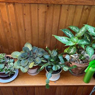 Succulent plants