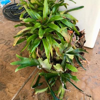 Large staghorn fern 