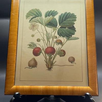 Vtg. Botanical Print in Wooden Frame under Glass