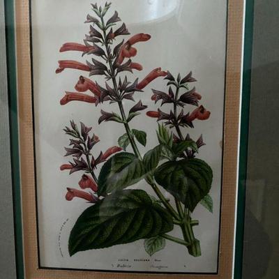 #129 Two of three Botanical Prints