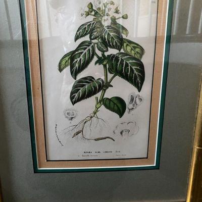 #129 Two of three Botanical Prints
