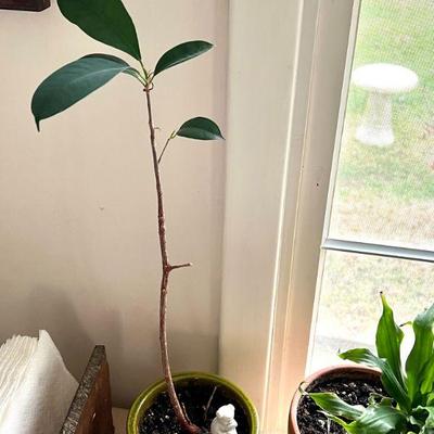 Living potted plants need a new loving home near Amherst in Western Massachusetts local area