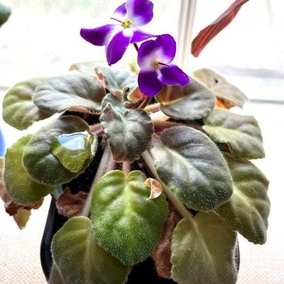 African Violets potted plants flowers and more