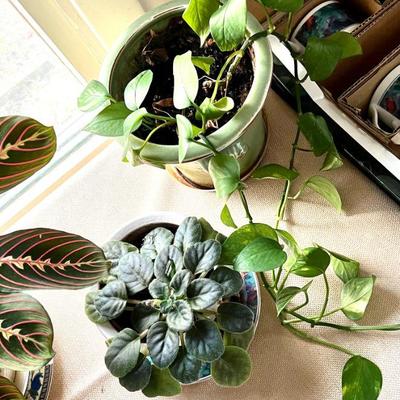 Pothos plants and more