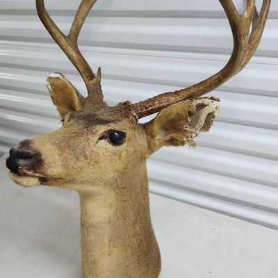 FTH333 - Mounted 9-Point Buck 