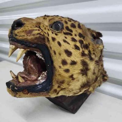 FTH331 - Taxidermied Panthera (?) Head