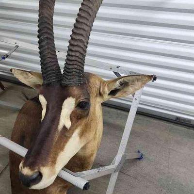FTH334 - Mounted Antelope Head