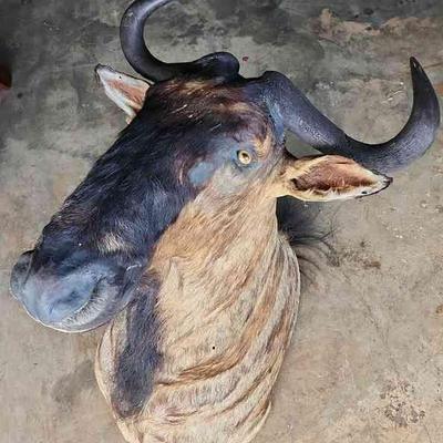 FTH359 - Mounted Wildebeest Head