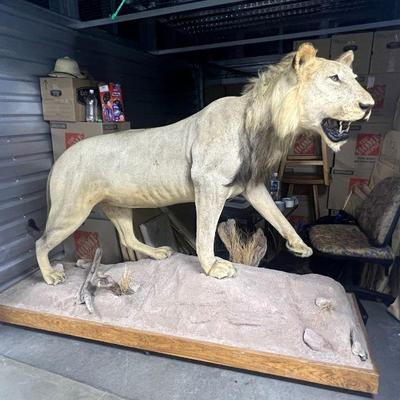 FTH102- Taxidermy Lion