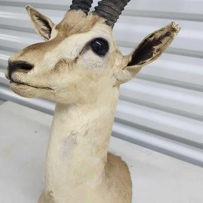 FTH212 - Mounted Cuvier's Gazelle Head