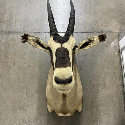 FTH320- Taxidermy Gemsbok Head & Shoulder Mount