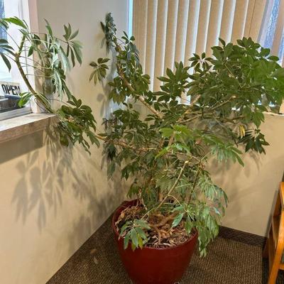 One of 2 Large Indoor Plants