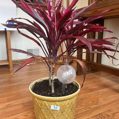 52:Ti plant / Broadleaf palm-lily Indoor Plant w pot 
